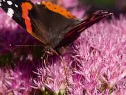 SLOW MOTION: Butterfly on purple flower Stock Footage