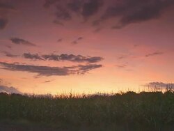 HD TIME LAPSE: Field Of Corn Stock Footage