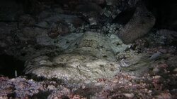 Sleeping Wobbegong Shark on ocean floor undersea Stock Footage