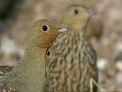 Namaqua Sandgrouse (Pterocles namaqua) head among others, watches, calls CU, Namaqualand, South Africa Stock Footage