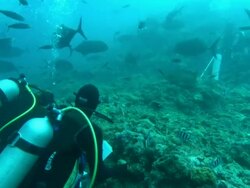 Tourist watch diver with bait for sharks, underwater, Fiji, South Pacific  Stock Footage