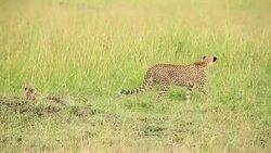 Cheetah watching for preying at wild Stock Footage