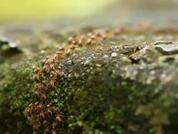 Termites Parade Stock Footage