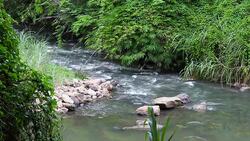 Stream in the jungle Stock Footage