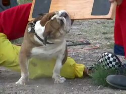 HD 1080i Bulldog plays tug of war with two clowns Stock Footage