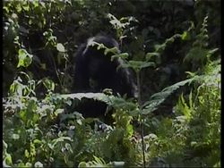 RWANDA: GORILLAS AT VOLCANOES NATIONAL PARK News Clip