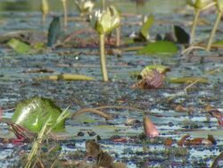 CU PAN Shot of Day water lily pad and flowers moving on surface of water channel / Okavango Delta, North West District, Botswana Stock Footage