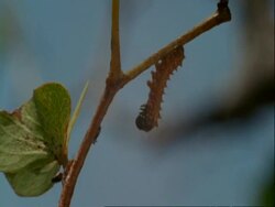 Caterpillar and ant fighting on branch, Botswana, Africa Stock Footage
