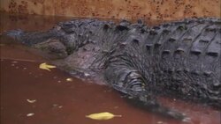An alligator rests in a pool with floating leaves. Stock Footage