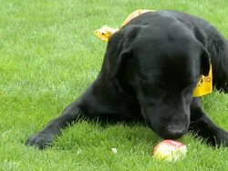 HD SLOW-MOTION: That tastes good! Stock Footage