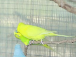 Green Budgie Stock Footage