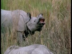 MS Greater One-horned Rhinoceros curling up top lip, India Stock Footage