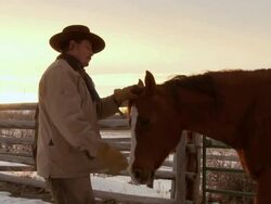 MS Cowboy horse whisperer stroking horse / Shell, Wyoming, United States Stock Footage