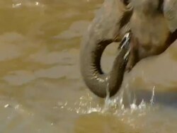 CU Elephant standing in river, drinking water Stock Footage