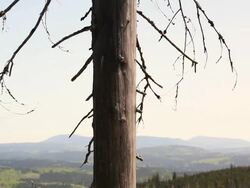Dead Trees in Damaged Forest Tilt Up Stock Footage