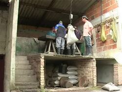 Colombian coffee goes organic News Clip