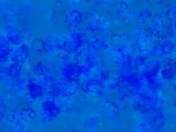 FROM THISTLE : allness blue (LOOP) Stock Footage