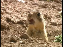 CU Prairie dog peering out of burrow, Alarm calling Stock Footage