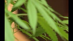 Amsterdam - Hemp Plants and Coffee Shop Exteriors News Clip