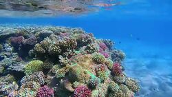 Tropical Coral reef in shallow water on Red Sea Stock Footage