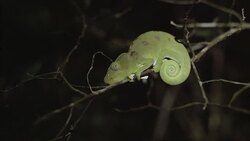 Chameleon at night Stock Footage