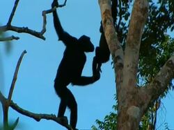 WA Silhouette of adult chimpanzee in high tree reaching out to pull younger chimp from higher branch, to safety Stock Footage