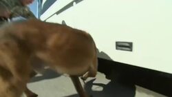 Tight security ahead of Pope's visit News Clip