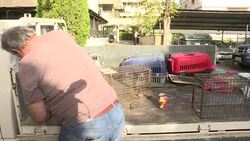 VOICED : Cyprus volunteers struggle to feed soaring cat population News Clip