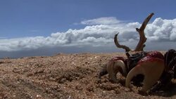 mangrove crab on beach6 Stock Footage