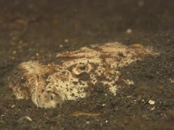Stargazer, face peering from sea bed, close up. Indonesia  Stock Footage