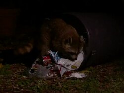 Medium Close Up Zoom Out - Two raccoons scavenging for food near toppled trash cans /  Stock Footage
