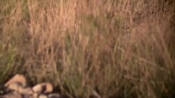 A lizard warms up on a desert rock. Stock Footage