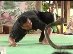 Residents of a village in northern Thailand make their living from what they call boxing matches with snakes. Trained snake fighters go eye-to-eye with venomous king cobra snakes. News Clip