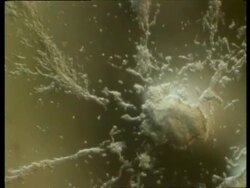 T/L slime mould on garden soil, aggregation in response to cyclic AMP Stock Footage