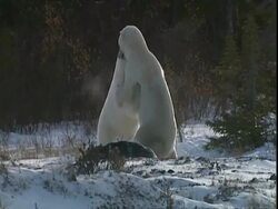 Polar bears (Ursus maritimus) play fighting, near Churchill, Manitoba, Canada Stock Footage