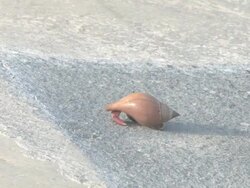 Hermit crab 2 Stock Footage