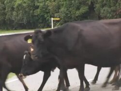 CU, New Zealand, South Island, Cows crossing country road Stock Footage