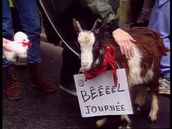 FRANCE - Protest Against Treatment Of Animals News Clip