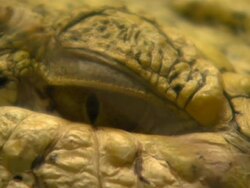 Crocodile Eye Stock Footage