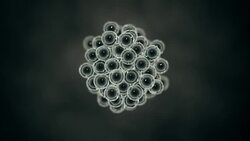 Growing or multiplying cells monochromatic Stock Footage