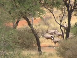 MS Group of gemsbok running / Kalahari, Northern Cape, South Africa  Stock Footage