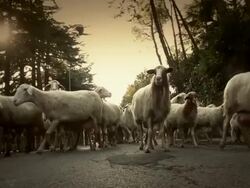 Flock of Sheep on the Road Stock Footage