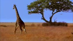 A lion chases a giraffe, but the giraffe turns to confront the lion. Stock Footage