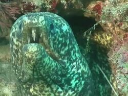 CU Paint spotted moray eel pushing water over gills / Matola, Maputo, Mozambique Stock Footage