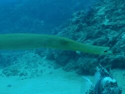 MS TS Shot of Fire fish and trumpet fish drifting with surge along sea floor / Matola, Maputo, Mozambique Stock Footage