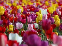 field of tulips Stock Footage