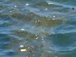 environmental contamination of water in the Bay Stock Footage