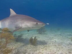 Tiger shark, Galeocerdo cuvier, opens mouth, eats, sandy seabed, Bahamas  Stock Footage