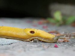 Banana Slug moving across ground Stock Footage
