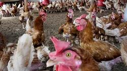 free range chickens in a poultry farm Stock Footage